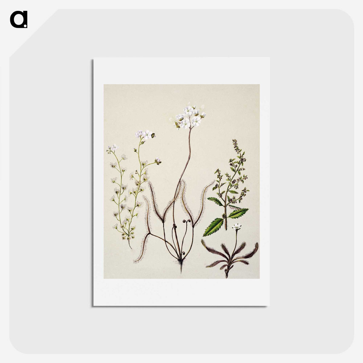2-3_Native-Flowering-Plants-of-New-Zealand_hagaki