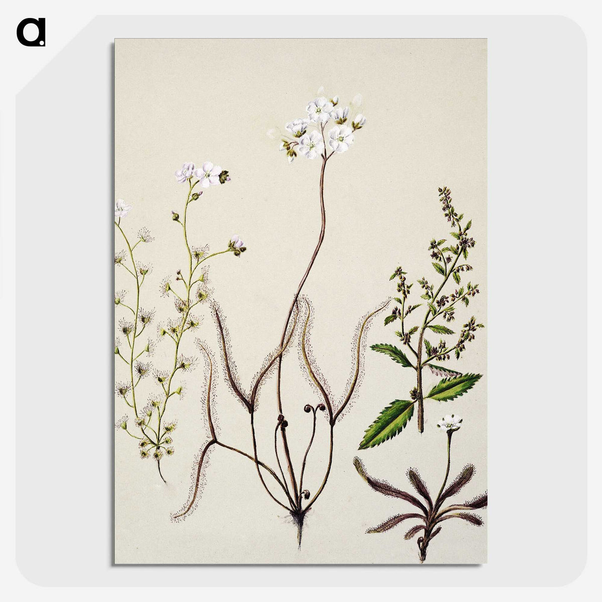 2-3_Native-Flowering-Plants-of-New-Zealand_picture-crop