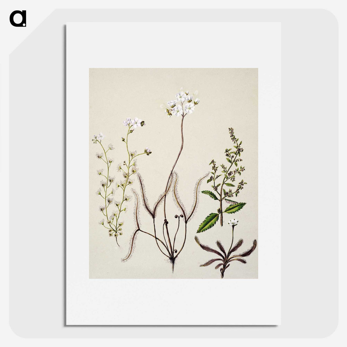 2-3_Native-Flowering-Plants-of-New-Zealand_picture