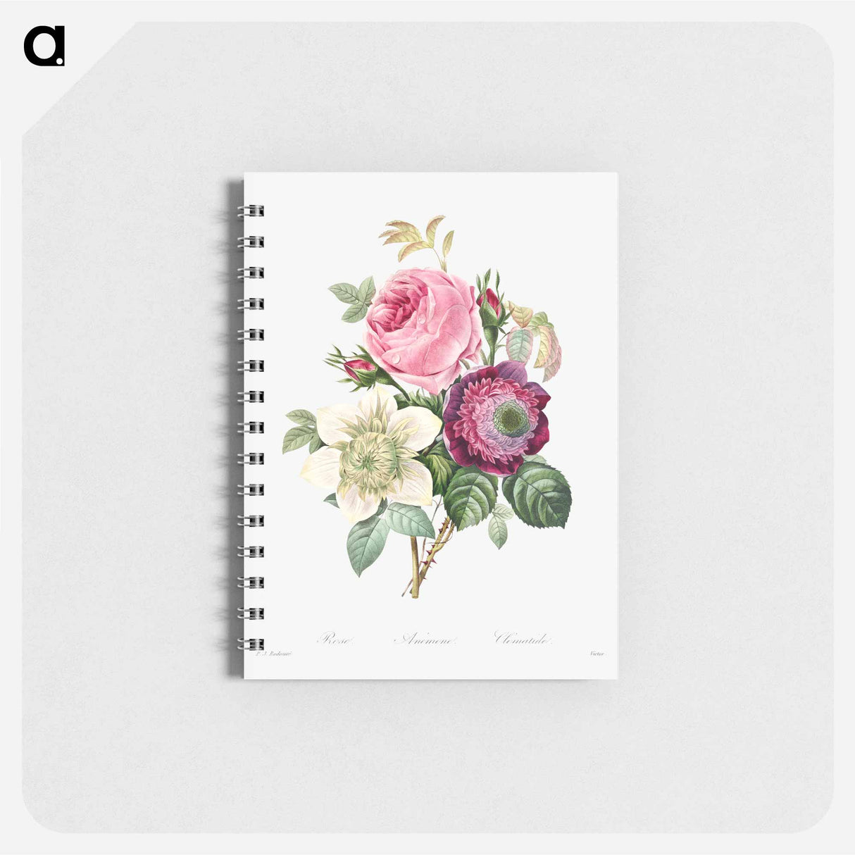 Anemone and cabbage rose - ピエール ジョゼフ ルドゥーテ Memo.