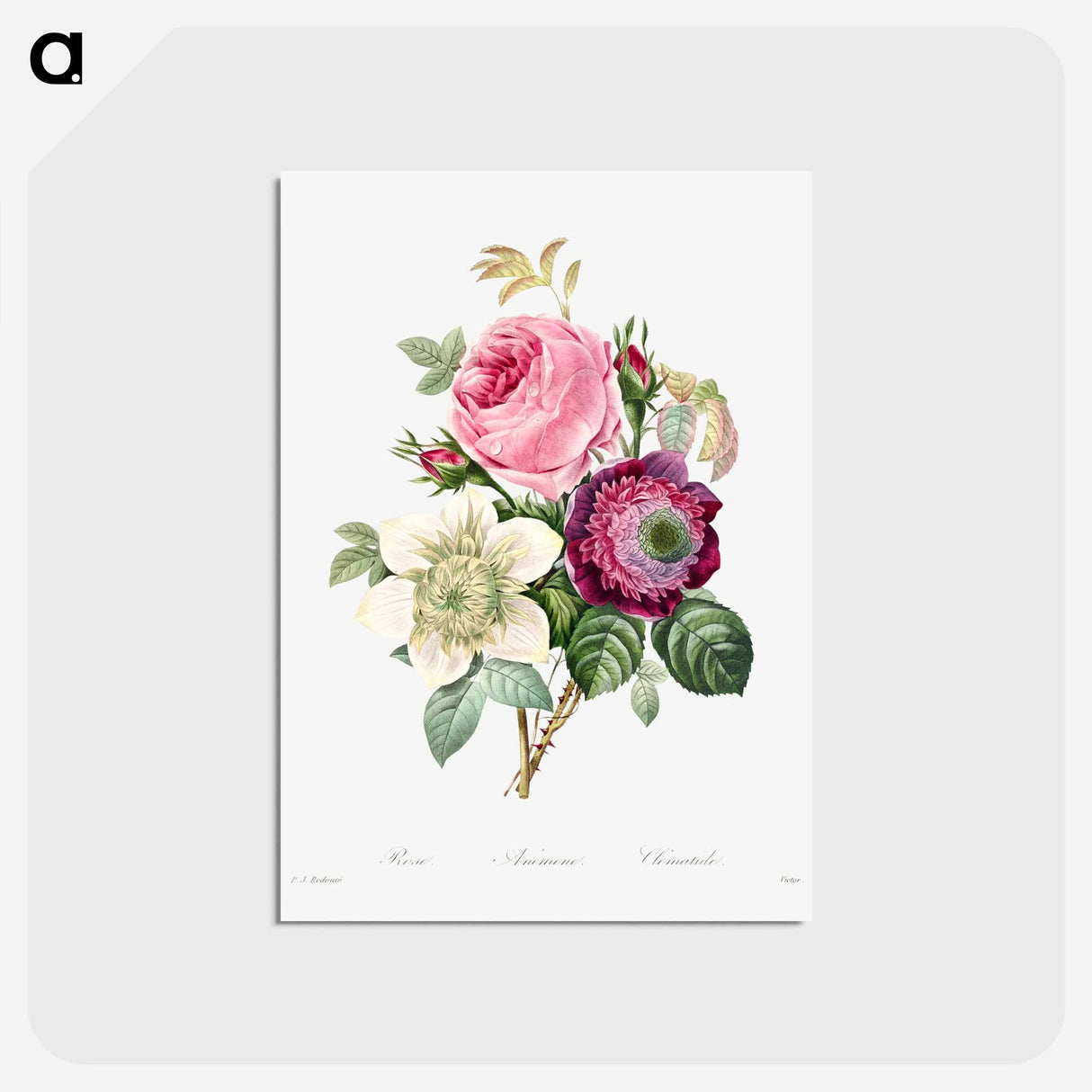 アートポストカード-Anemone and cabbage rose - ピエール ジョゼフ ルドゥーテ Postcard.
