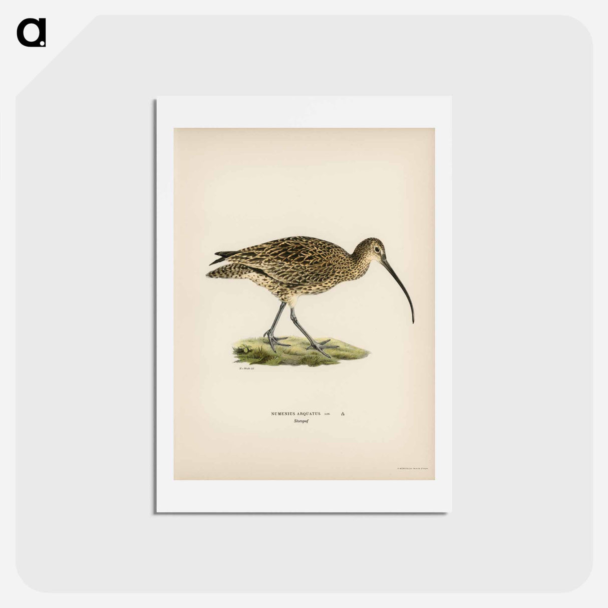 アートポストカード-Eurasian Curlew
- スヴェンスカ フォグラル Postcard.