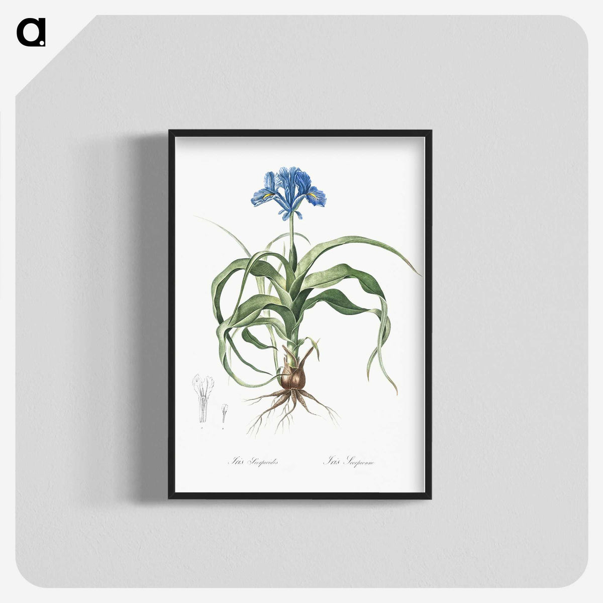 2-3_The-Lilies_blk-crop
