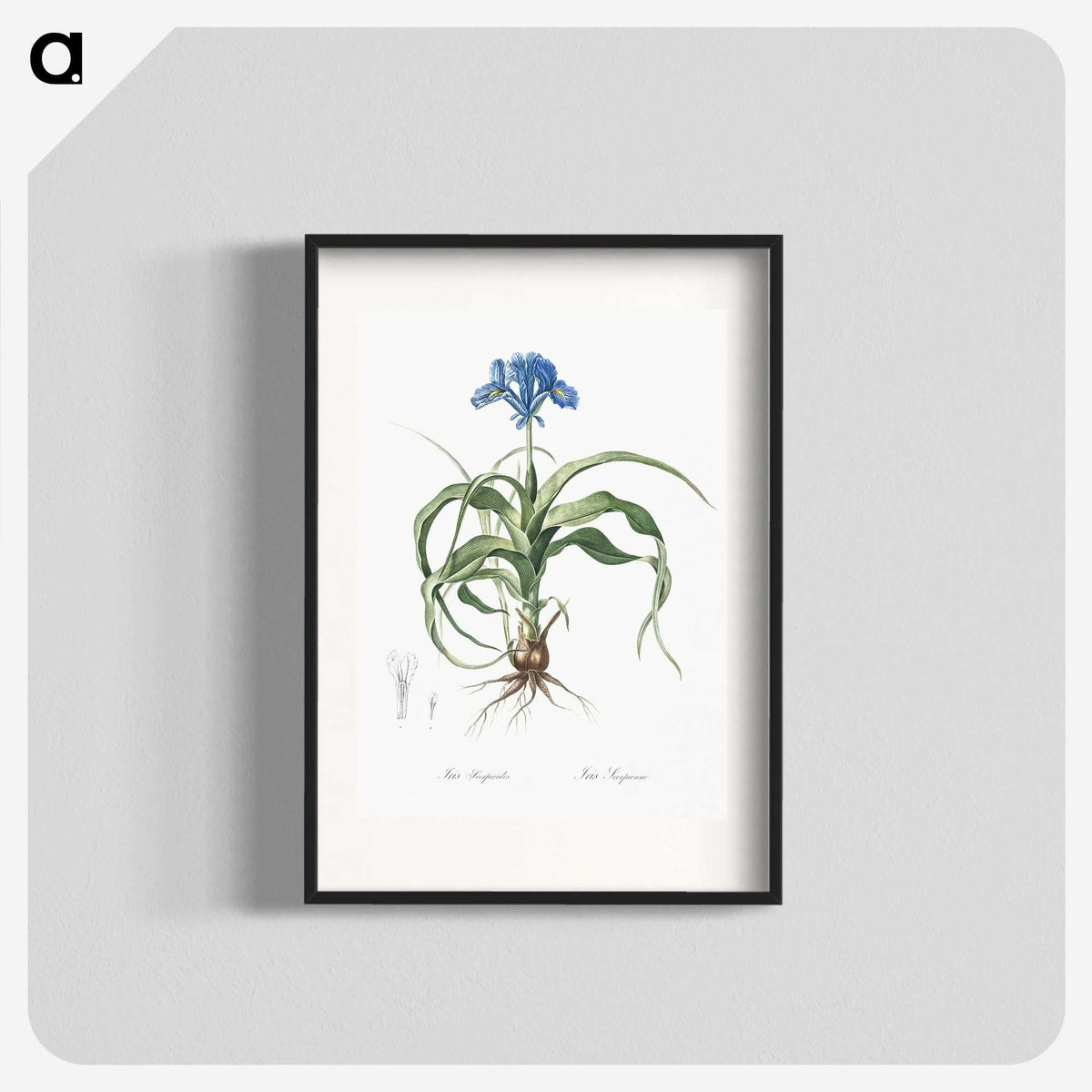 2-3_The-Lilies_blk