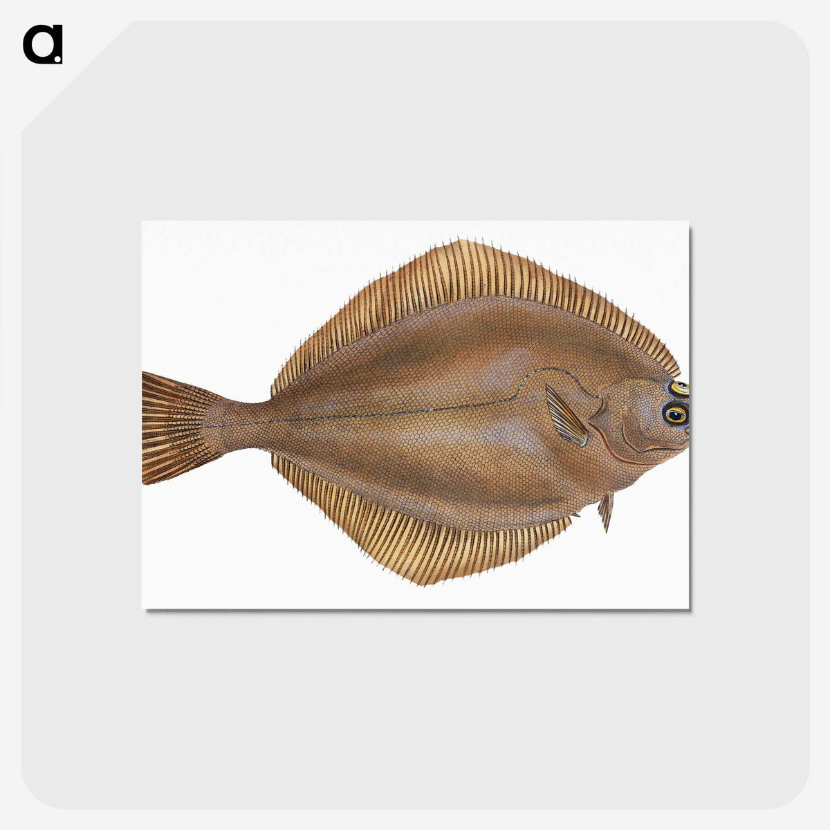 2-3_The-Natural-History-of-British-Fishes_postcard