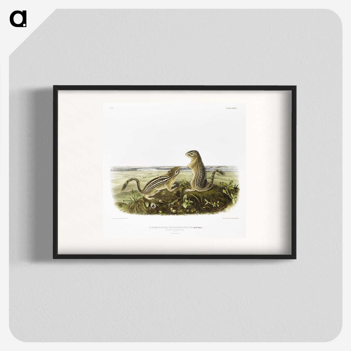2-3_The-Viviparous-Quadrupeds_blk