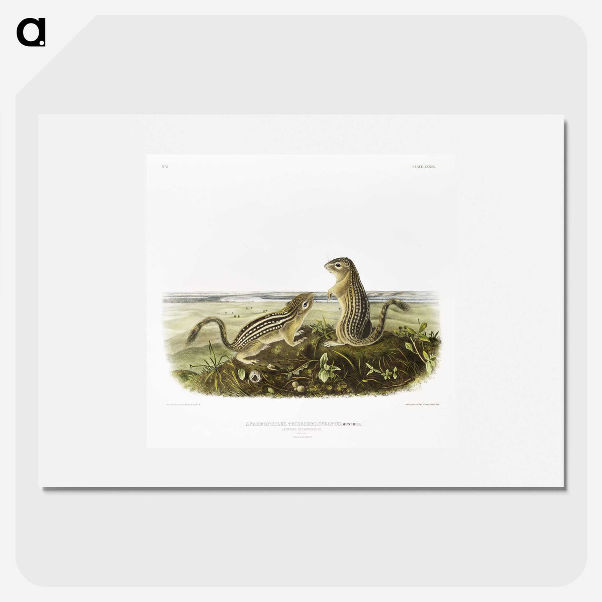 2-3_The-Viviparous-Quadrupeds_picture