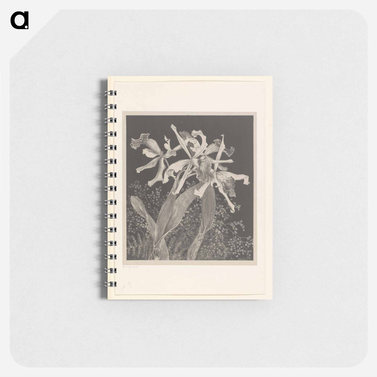 Orchids - テオ ヴァン ホイテマ Memo.