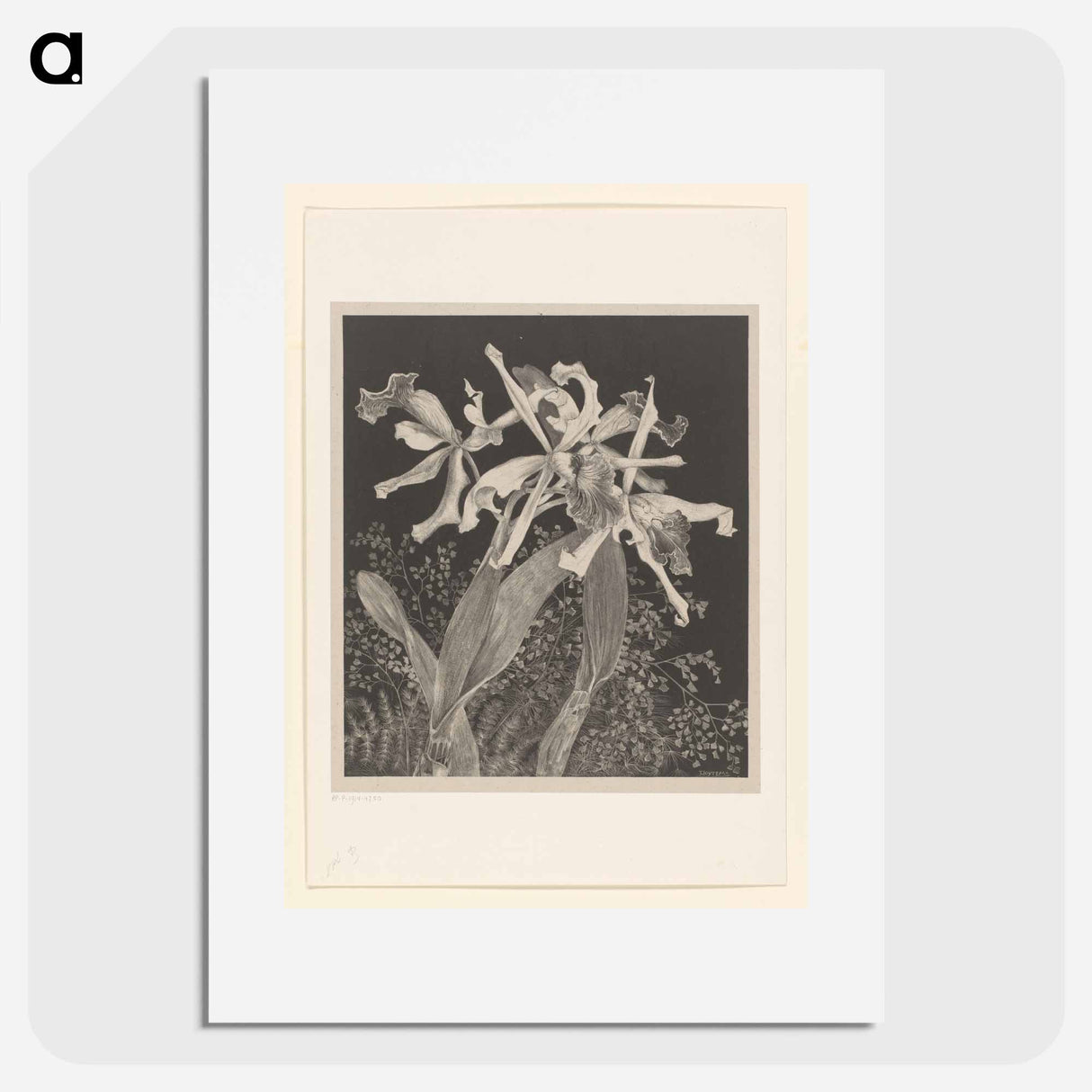 Orchids - Theo Van Hoytema Poster.
