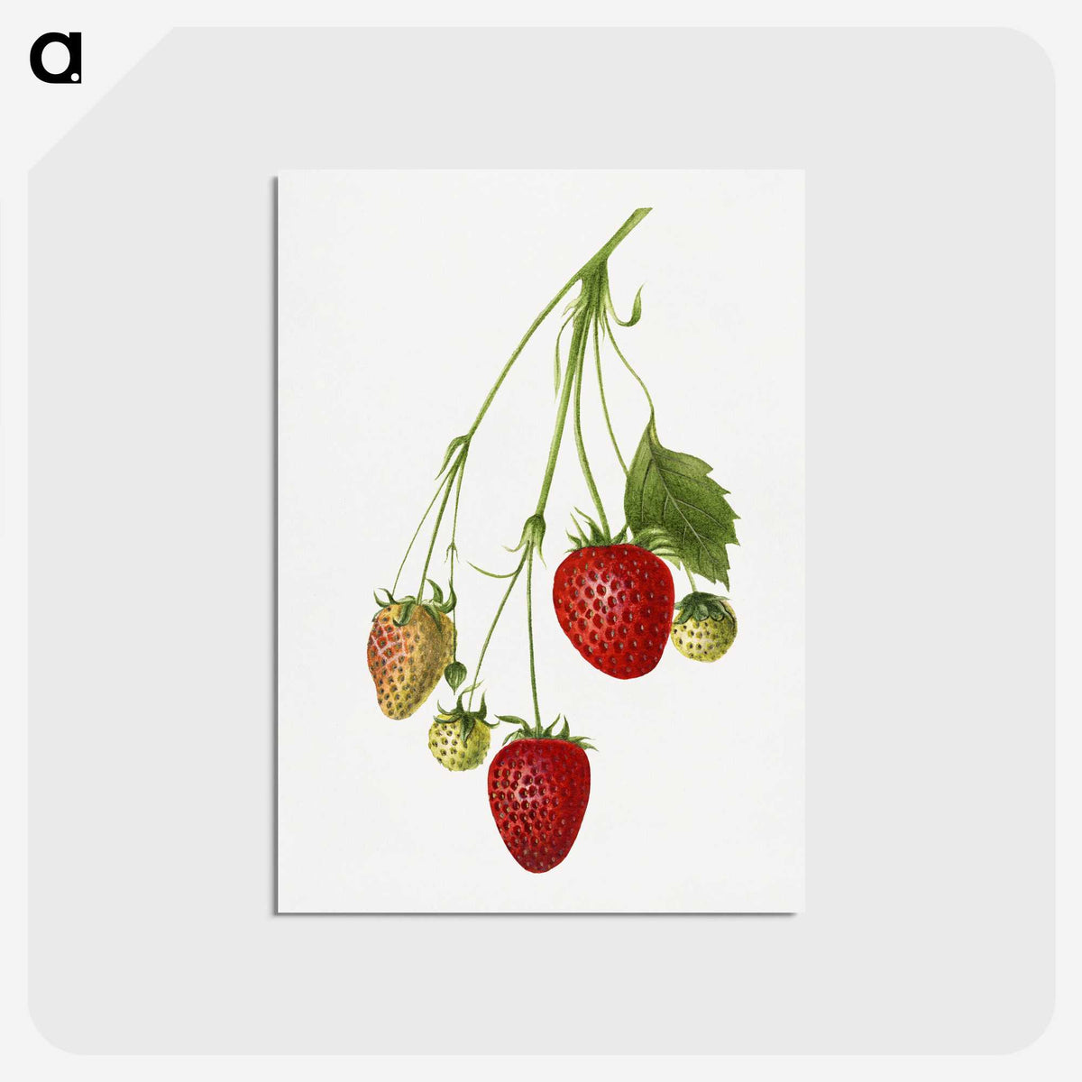 2-3_USDA-Watercolor-Fruit-Painting-Collection_postcard