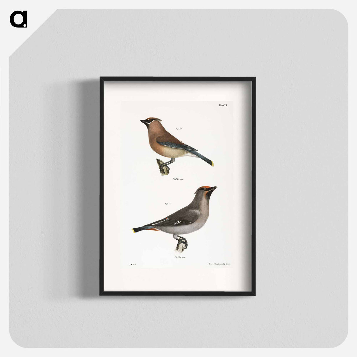 The Cedar Bird - ニューヨークの動物学 Poster.