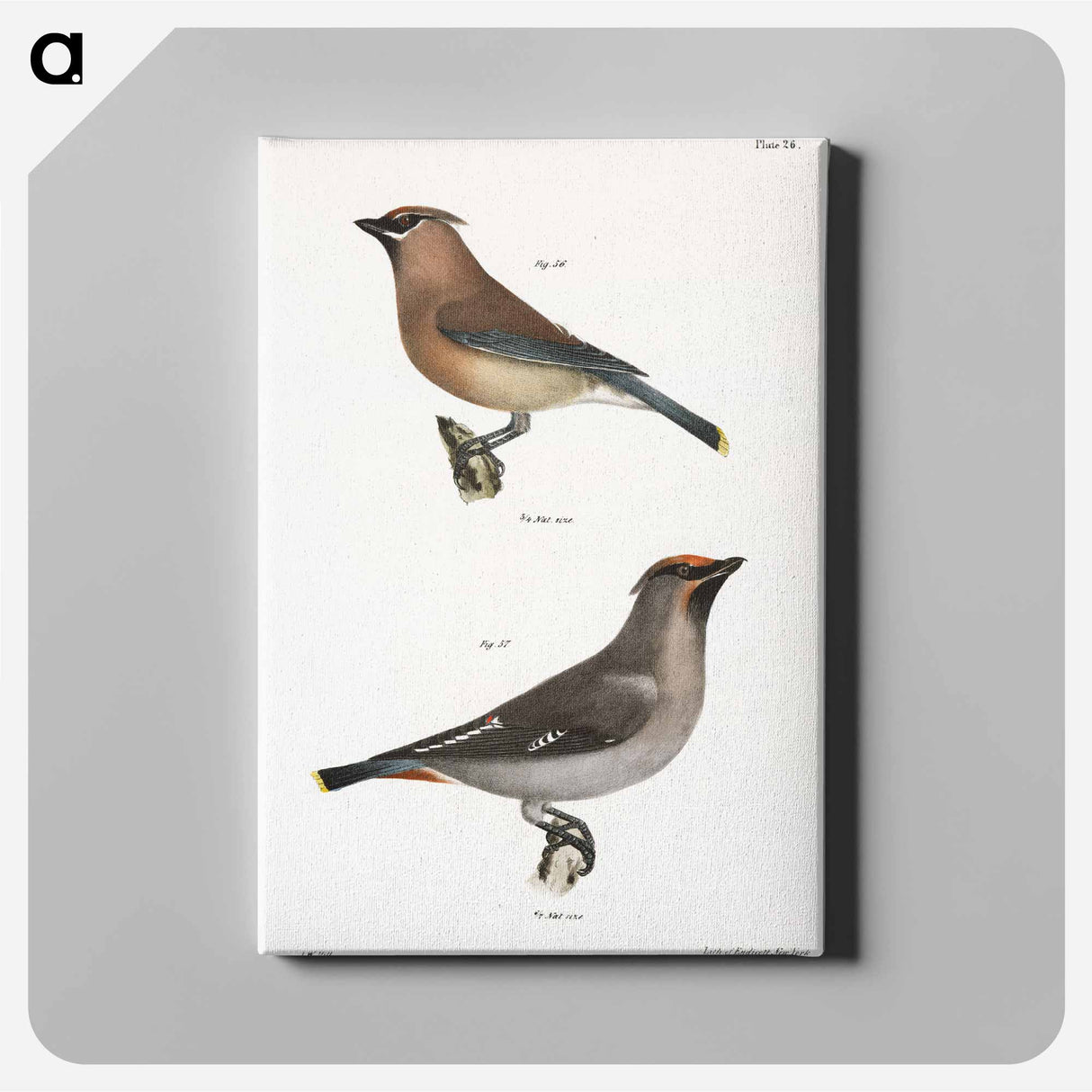 The Cedar Bird - ニューヨークの動物学 Canvas.