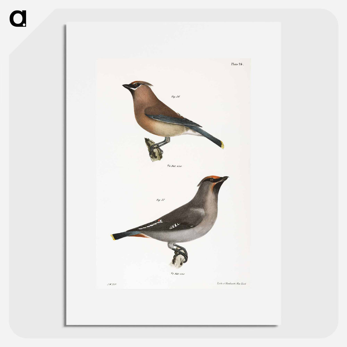 The Cedar Bird - ニューヨークの動物学 Poster.