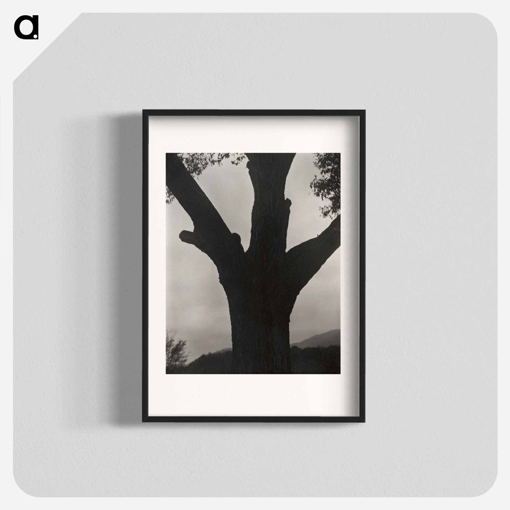 The Dying Chestnut - アルフレッド スティーグリッツ Poster.