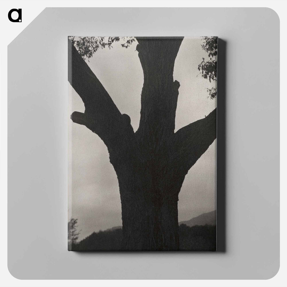 The Dying Chestnut - アルフレッド スティーグリッツ Canvas.