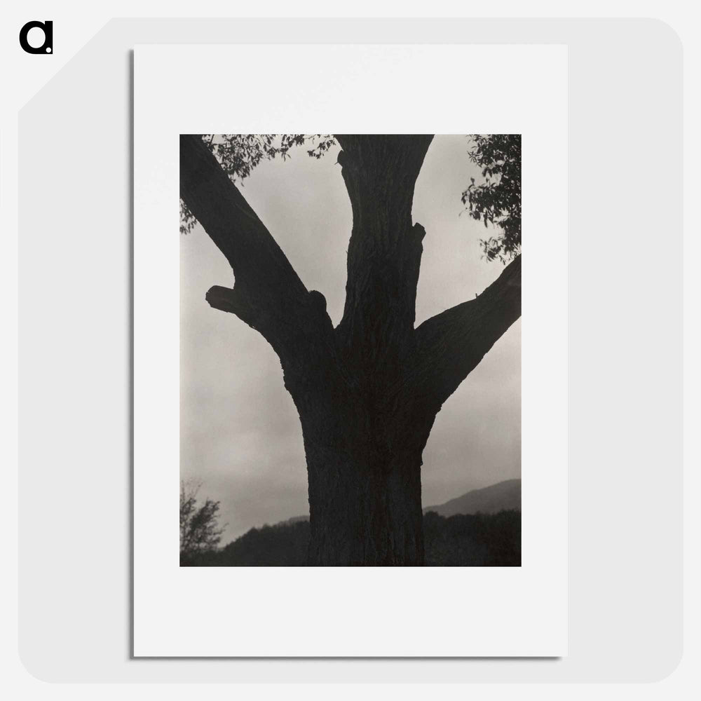 The Dying Chestnut - アルフレッド スティーグリッツ Poster.