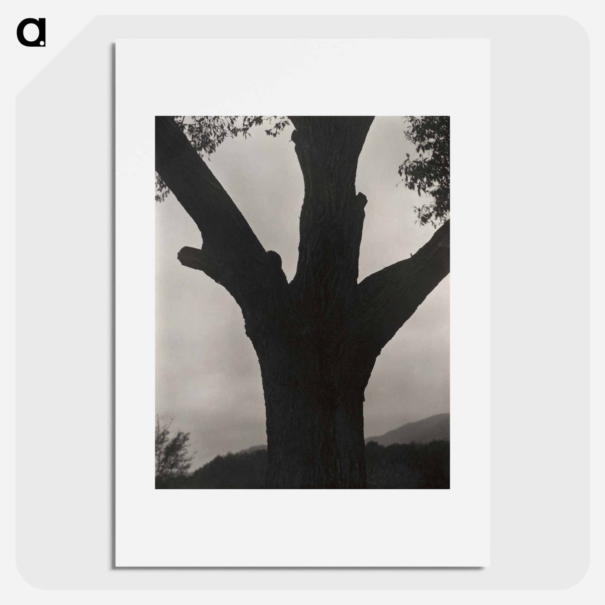 The Dying Chestnut - アルフレッド スティーグリッツ Poster.