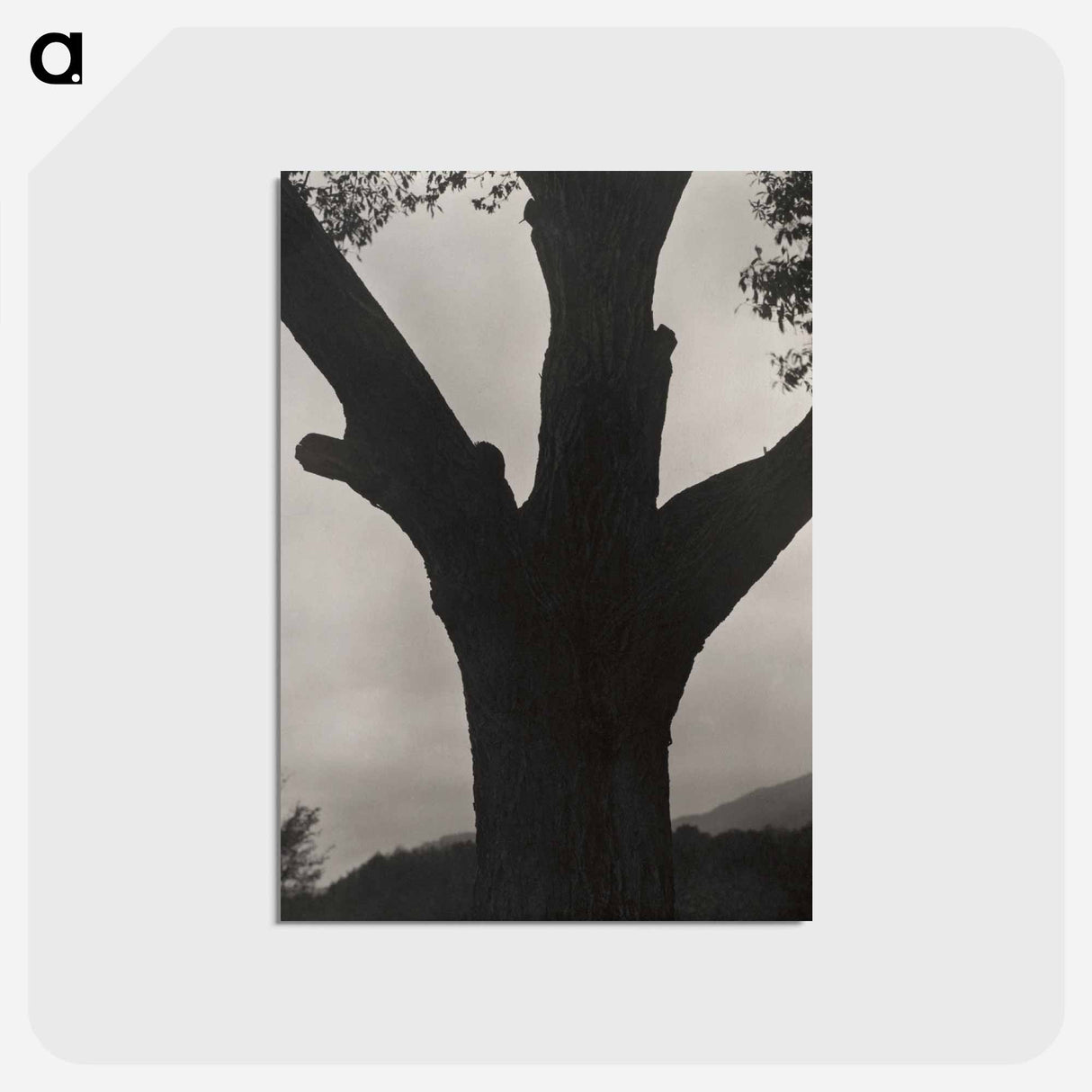 アートポストカード-The Dying Chestnut - アルフレッド スティーグリッツ Postcard.