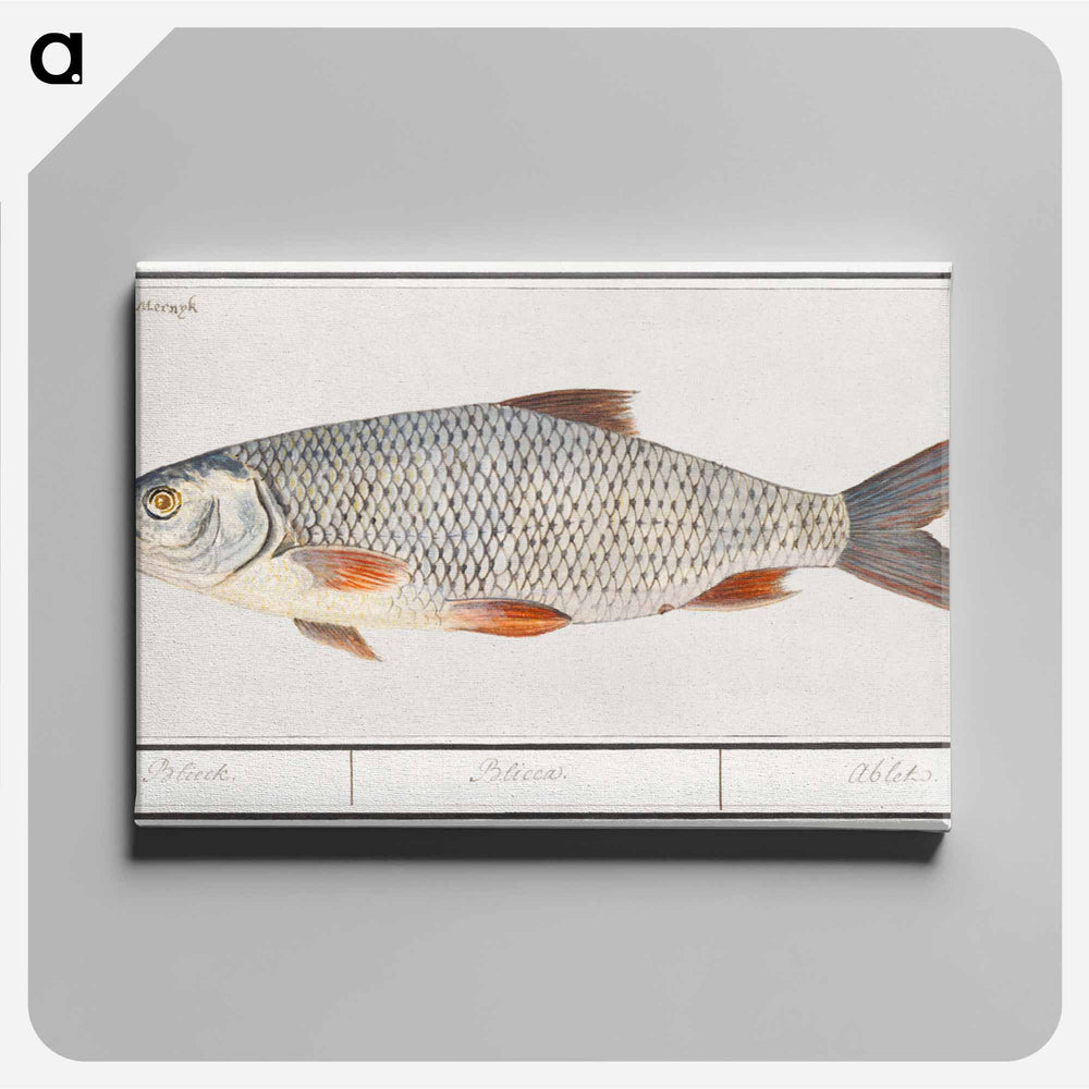 Kolblei or blei, Blicca bjoerkna - アンセルムス ボエティウス デ ブート Canvas.