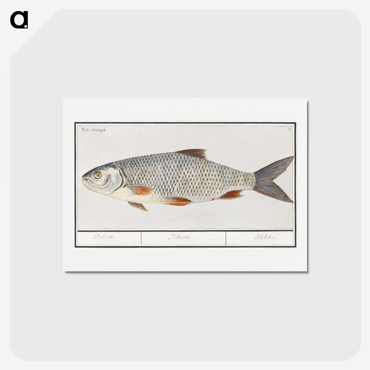 2-40_Anselmus-Boetius-de-Boodt_hagaki