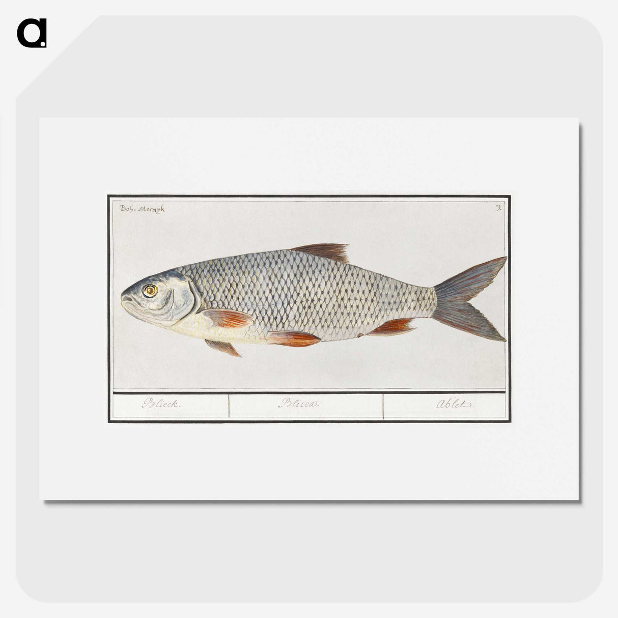 2-40_Anselmus-Boetius-de-Boodt_picture