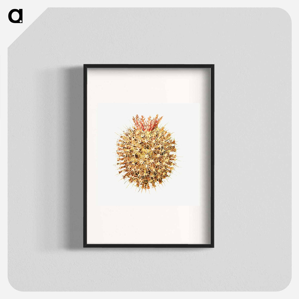 Colorful vintage tunicate illustration - エルンスト ヘッケル Poster.