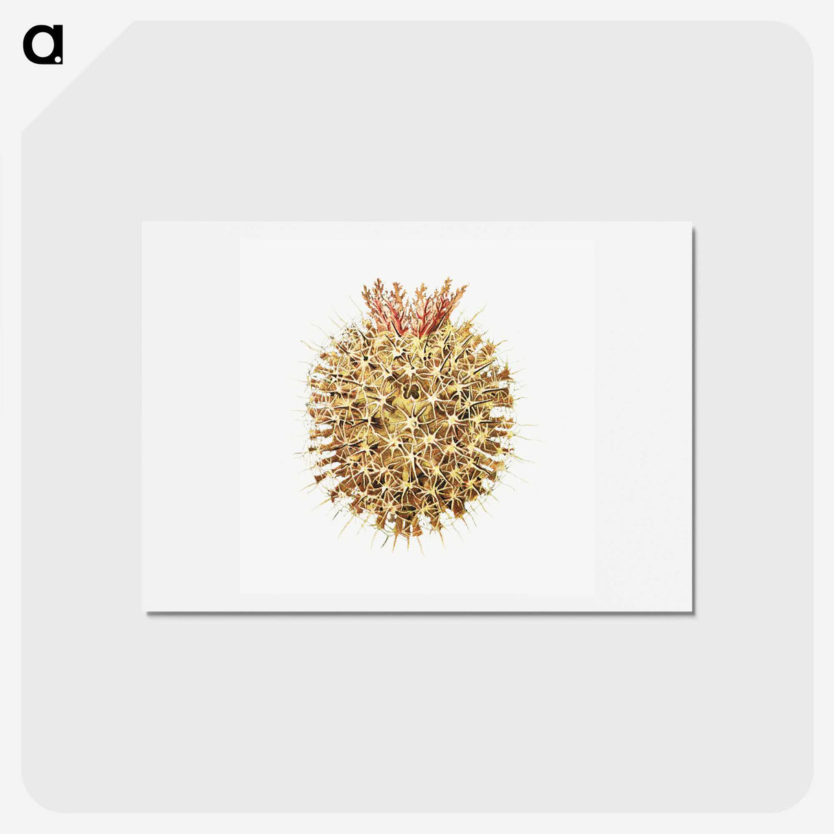 2-40_Ernst-Haeckel_hagaki