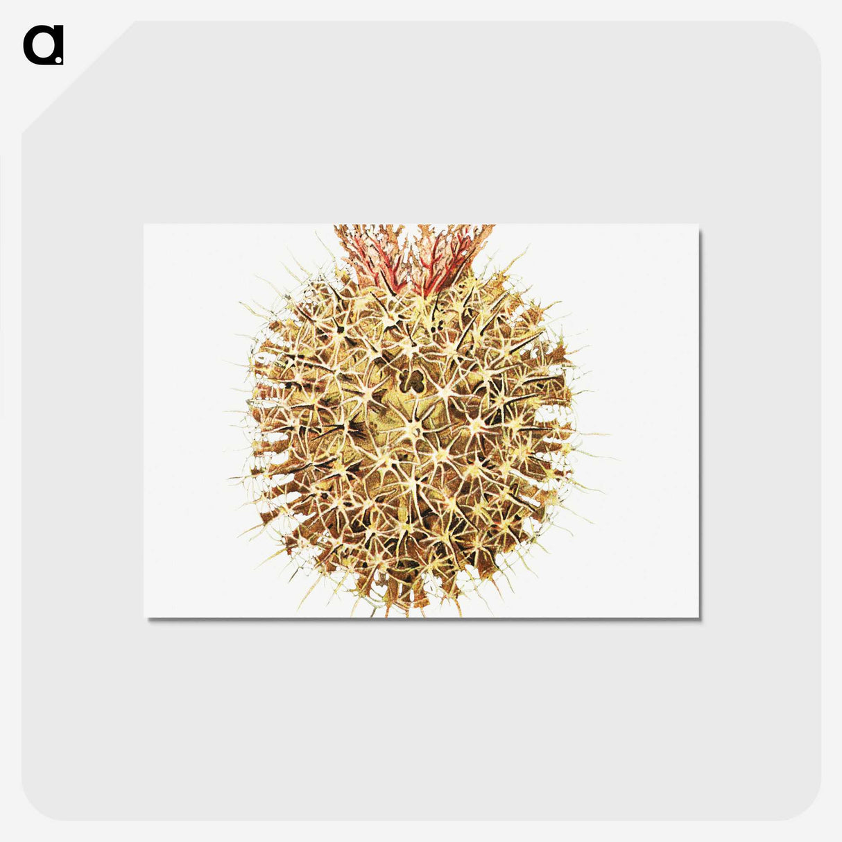 2-40_Ernst-Haeckel_postcard