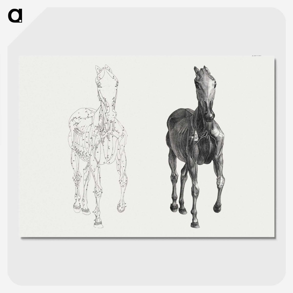 2-40_George-Stubbs_picture-crop