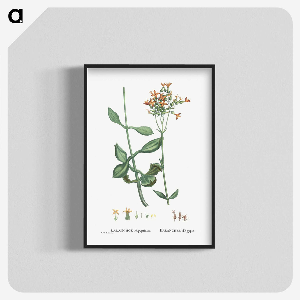 2-40_Histoire-des-Plantes-Grasses_blk-crop