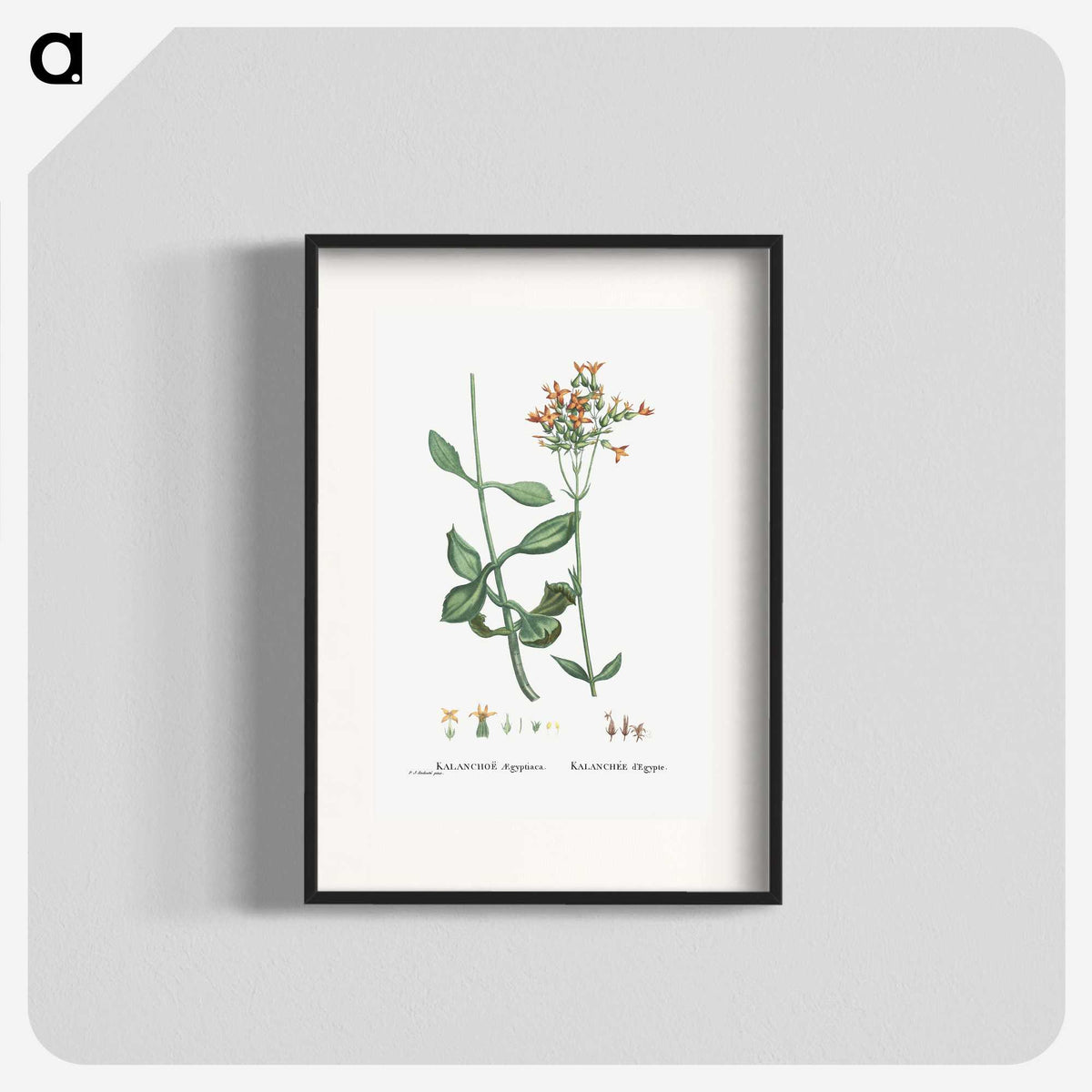 2-40_Histoire-des-Plantes-Grasses_blk