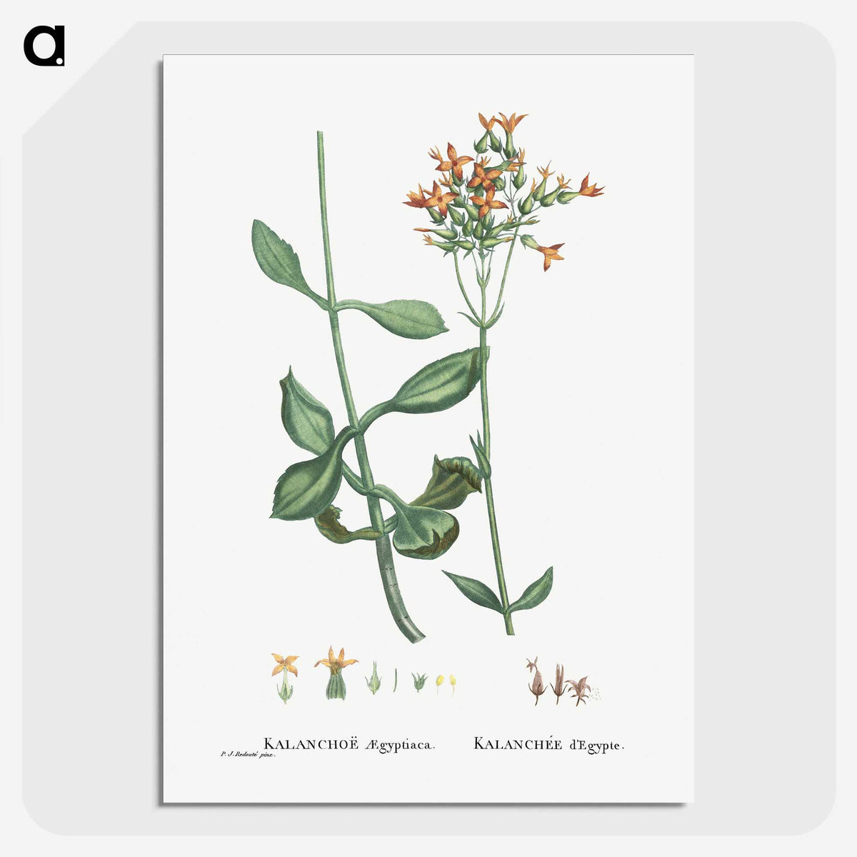 2-40_Histoire-des-Plantes-Grasses_picture-crop