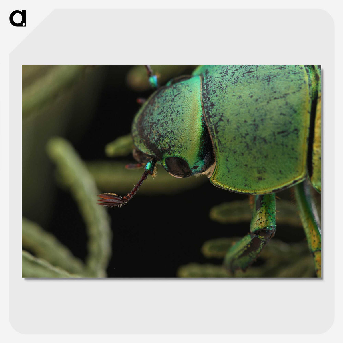 2-40_Insects-Unlocked-Project_picture-crop