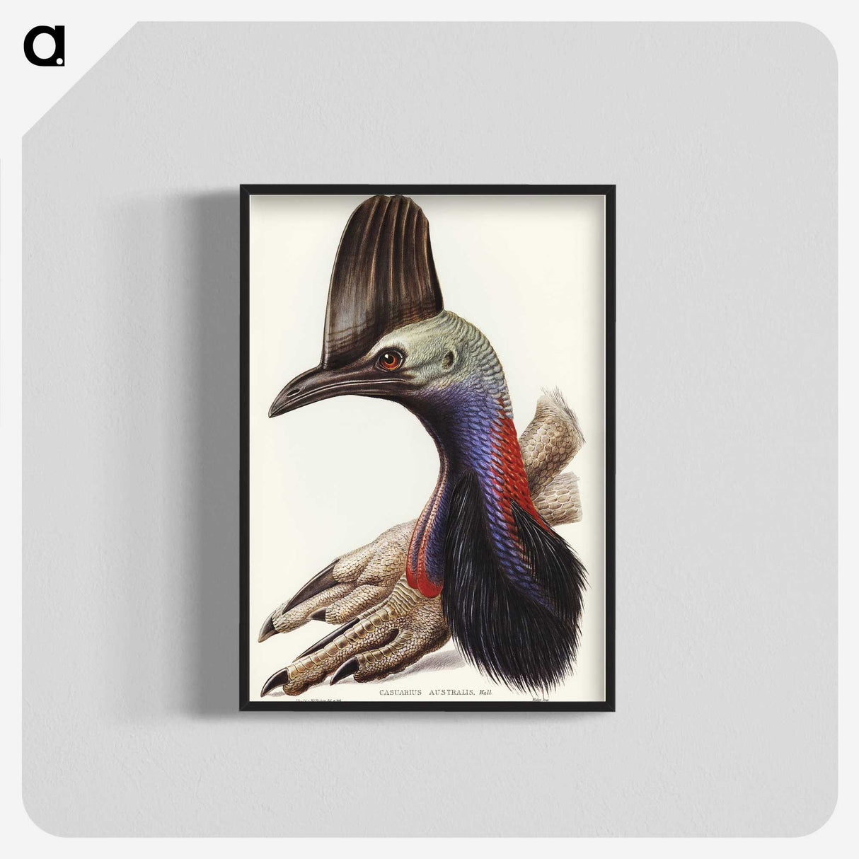 2-40_John-Gould_blk-crop