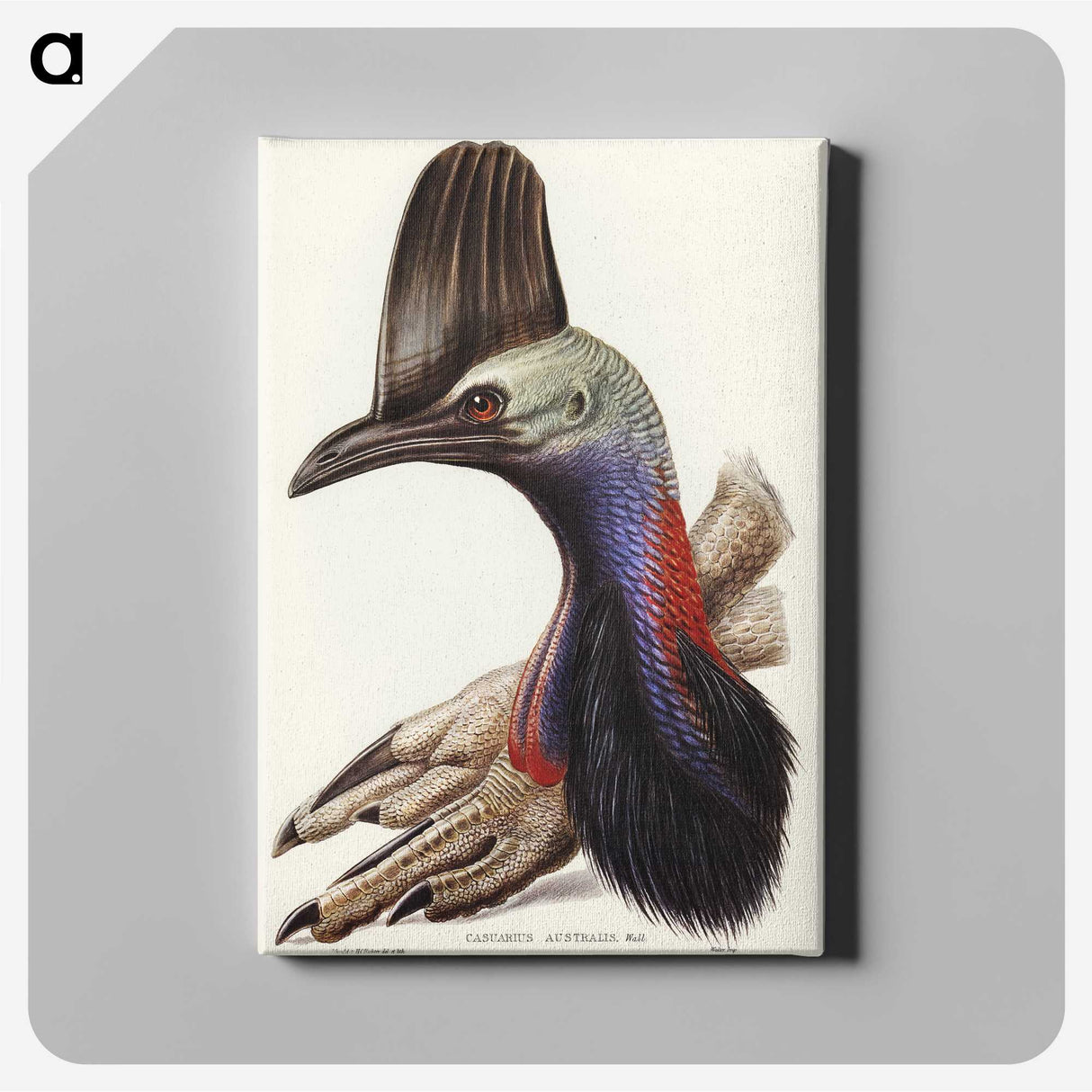 2-40_John-Gould_canvas