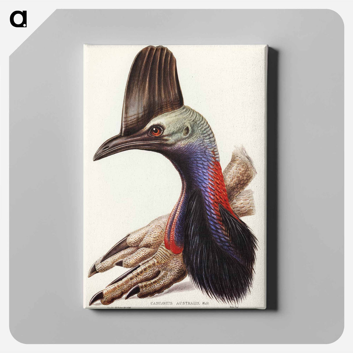 アートパネル-Australian Cassowary
- ジョン グールド Canvas.