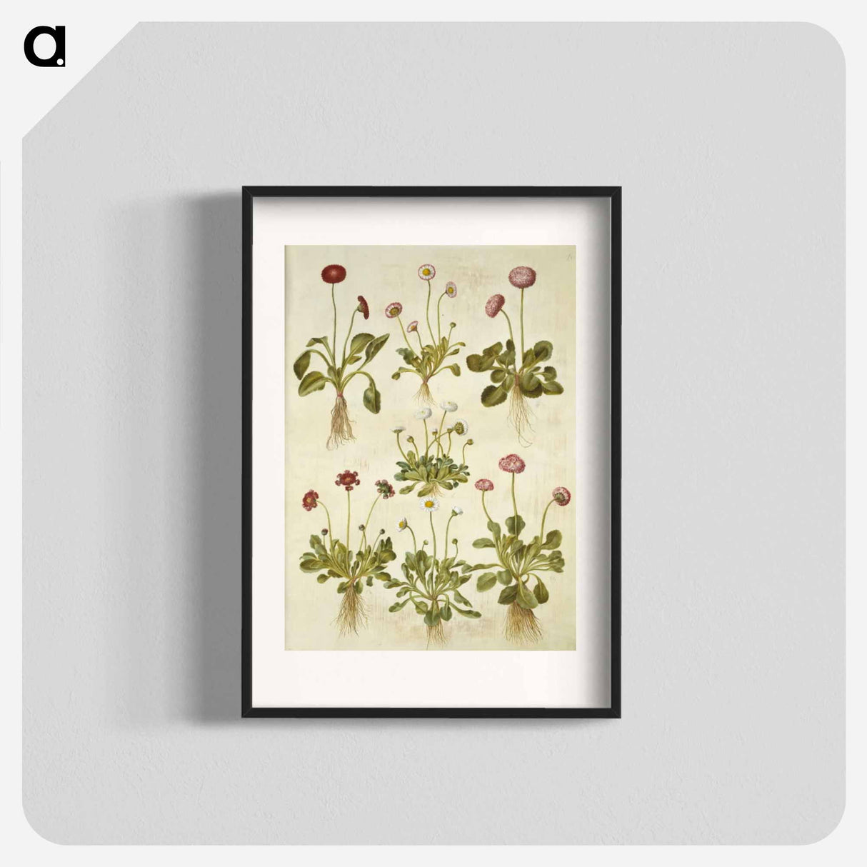 アートポスター-Bellis Perennis
- マリア ジビーラ メーリアン Poster.