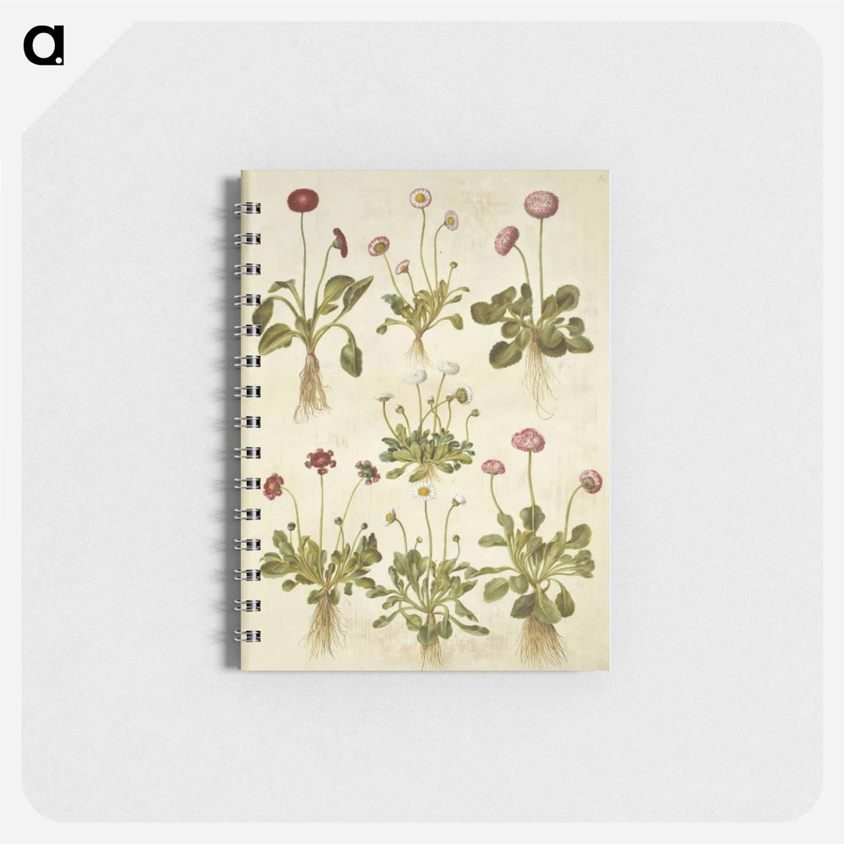 アートメモ帳-Bellis Perennis
- マリア ジビーラ メーリアン Memo.