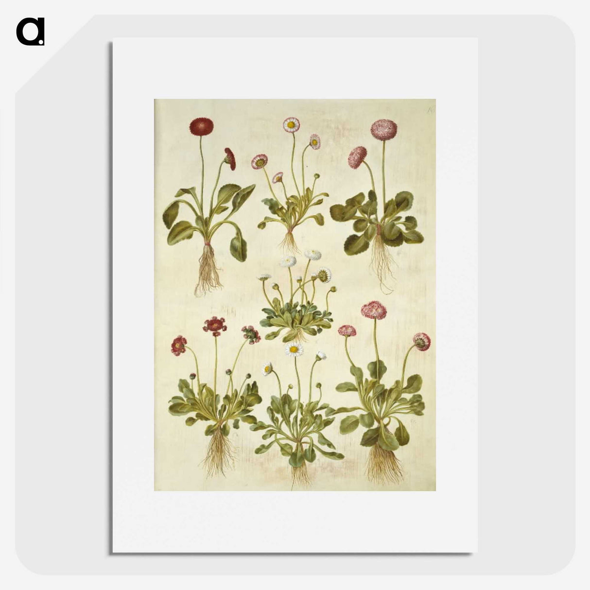 2-40_Maria-Sibylla-Merian_picture