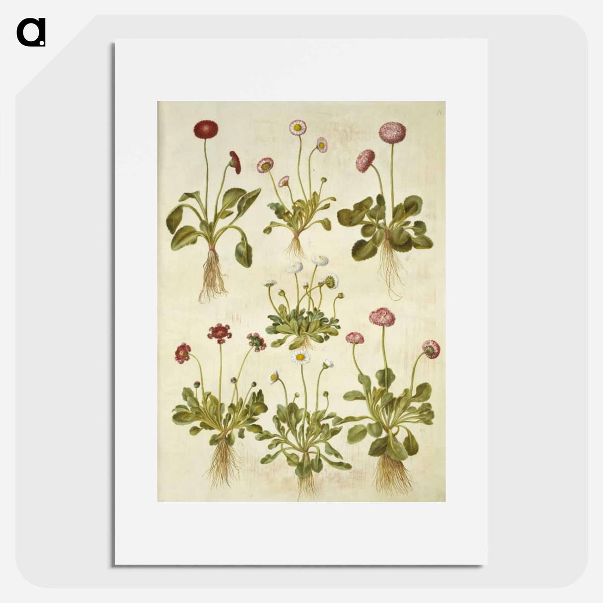 アートポスター-Bellis Perennis
- マリア ジビーラ メーリアン Poster.