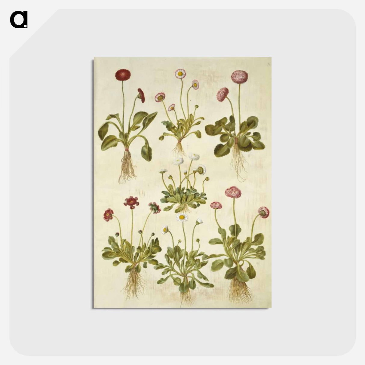 アートポストカード-Bellis Perennis
- マリア ジビーラ メーリアン Postcard.