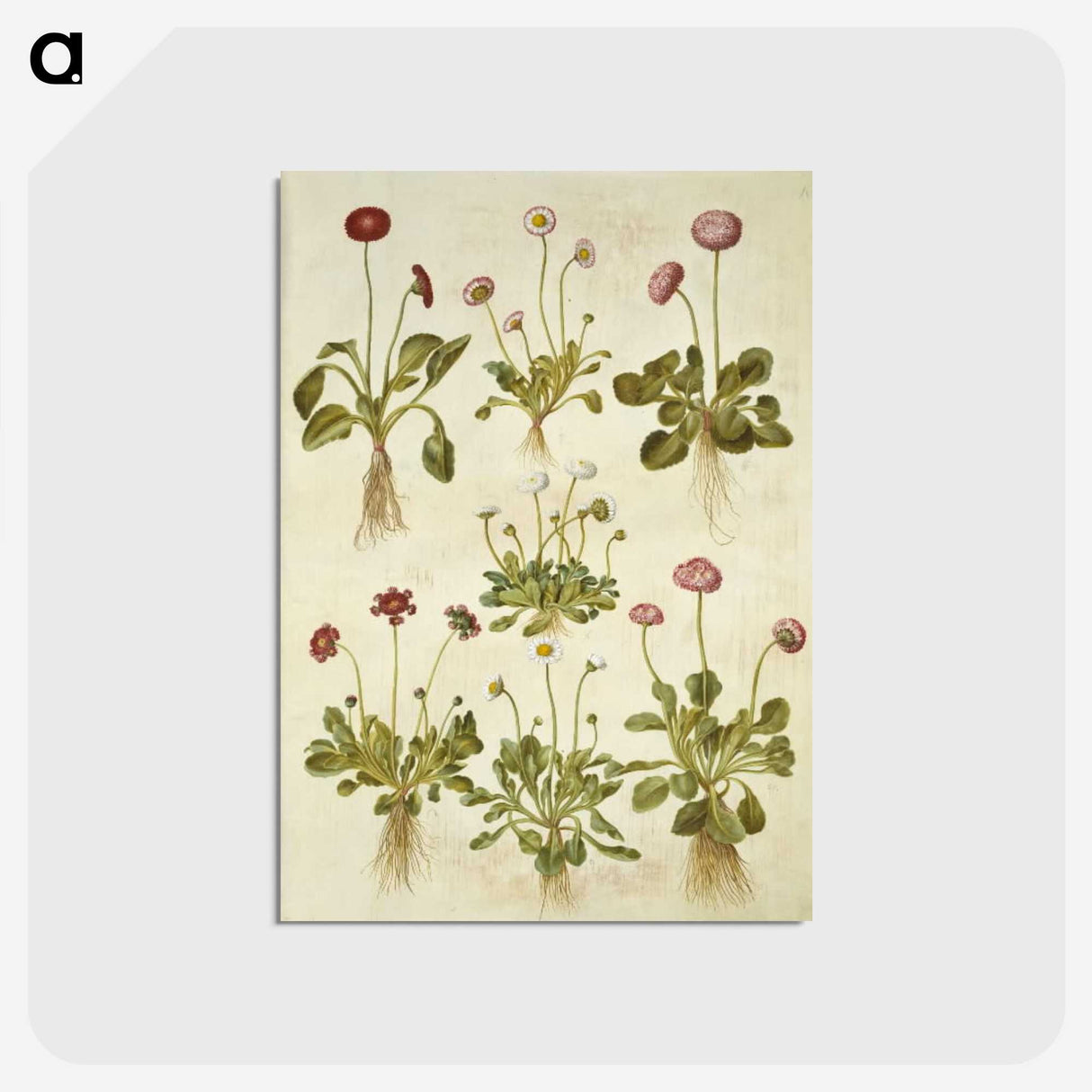 2-40_Maria-Sibylla-Merian_postcard