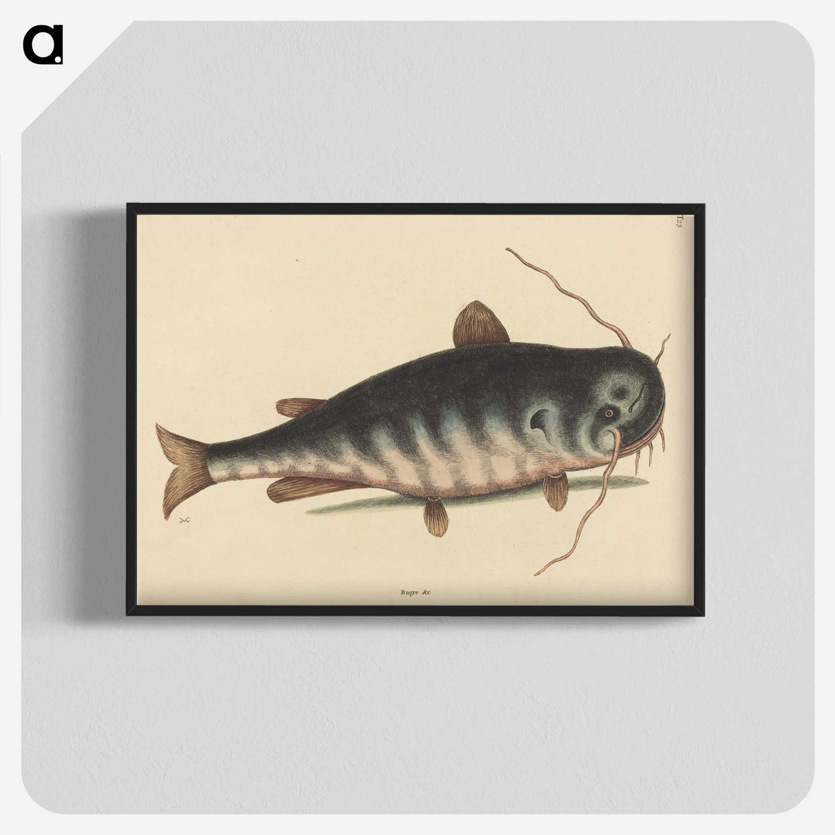 2-40_Mark-Catesby_blk-crop