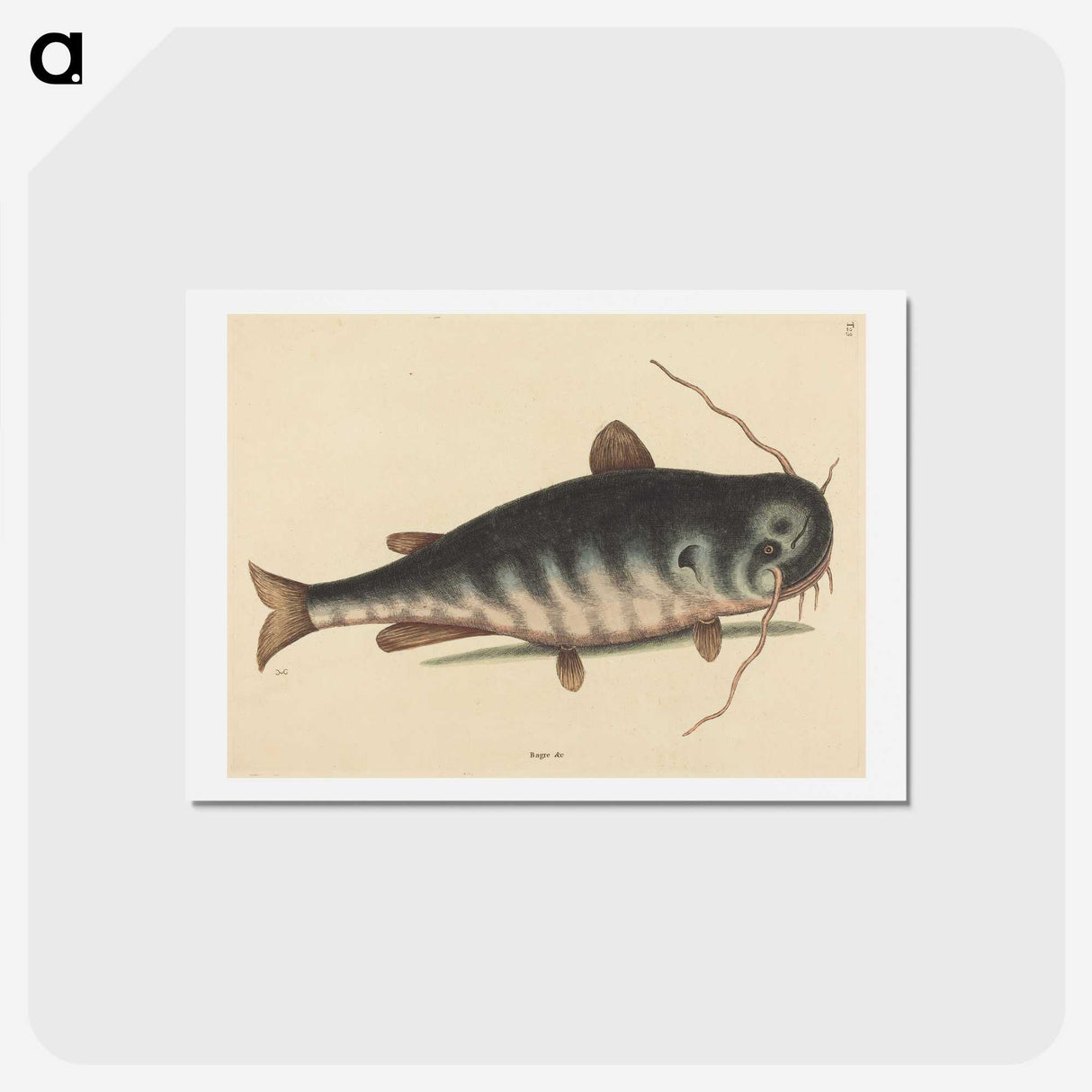 2-40_Mark-Catesby_hagaki