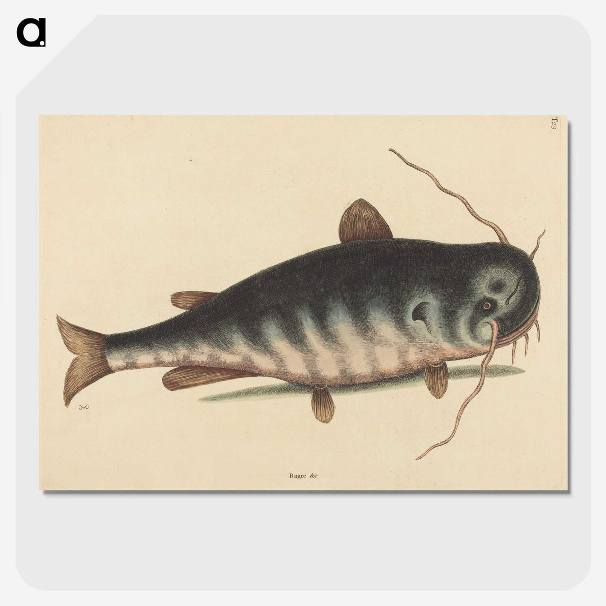 2-40_Mark-Catesby_picture-crop
