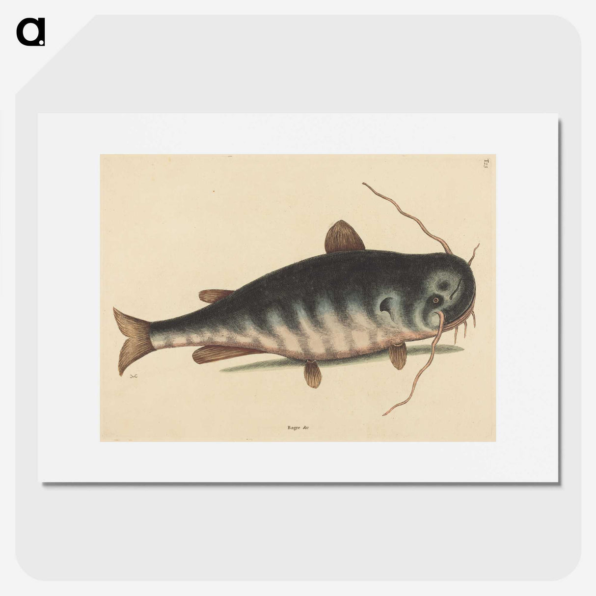 2-40_Mark-Catesby_picture