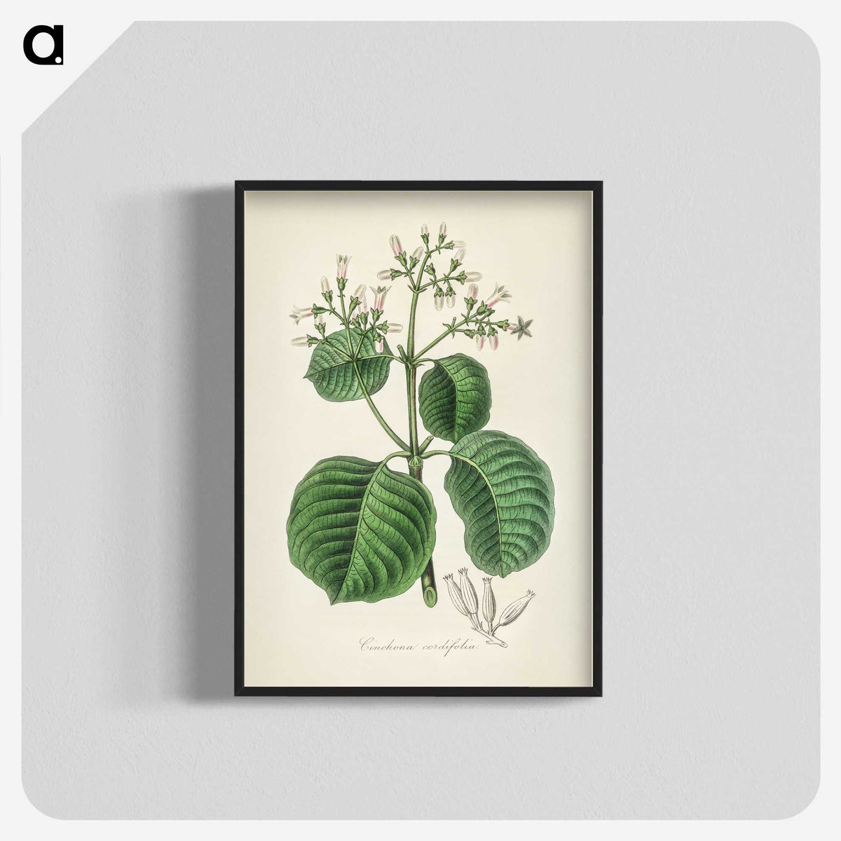 2-40_Medical-Botany_blk-crop