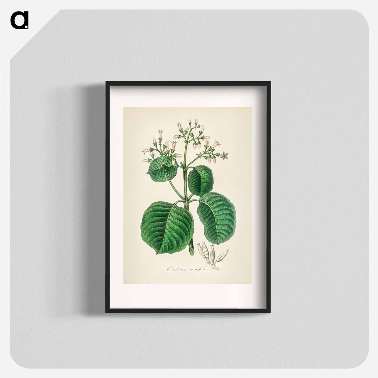 アートポスター-Cartagena Bark (Cinchona Cordifolia)
- 薬用植物学 Poster.