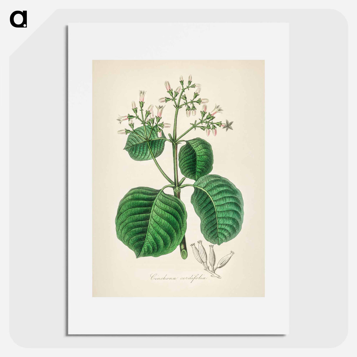 アートポスター-Cartagena Bark (Cinchona Cordifolia)
- 薬用植物学 Poster.