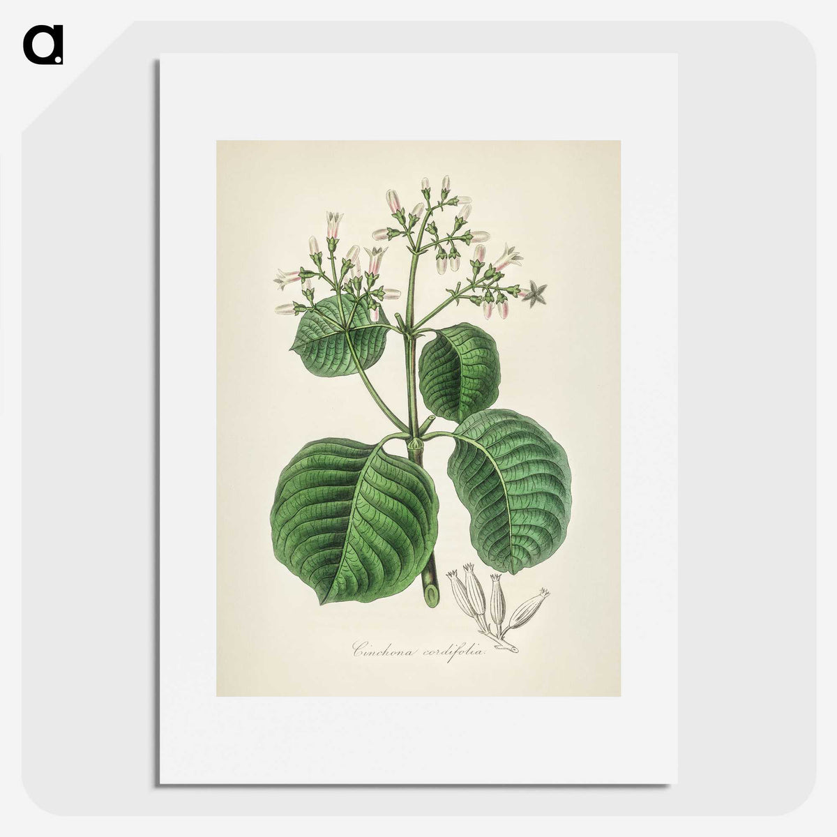 2-40_Medical-Botany_picture